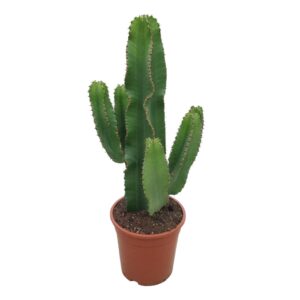 Euphorbia abyssinica Euphorbia eritrea 21 cm
(3 Plants/Order)(21cmP 60cmH)