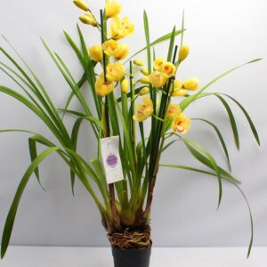 Cymbidium Cymbidium dark yellow 3-4 spike
(5 Plants/Order)(14cmP 85cmH)