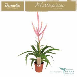 Tillandsia Tillandsia Dolce
(10 Plants/Order)(12cmP 60cmH)