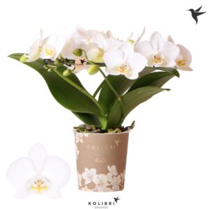 Phalaenopsis Multiflora Kolibri Orchids Phalaenopsis Halo white
(3 Plants/Order)(9cmP 30cmH)