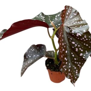 Begonia Begonia Palmata D Don
(14 Plants/Order)(8cmP 12cmH)