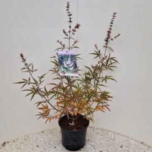 Vitex agnus-castus Vitex agnus-castus 'Albus'
(1 Plants/Order)(19cmP 45cmH)