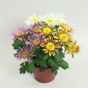 Chrysanthemum Splash Intense Splash Intense mix per Pot
(10 Plants/Order)(12cmP 20cmH)