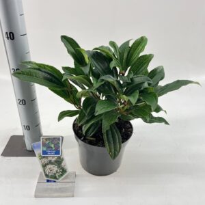 Viburnum davidii Viburnum davidii
(3 Plants/Order)(19cmP 30cmH)