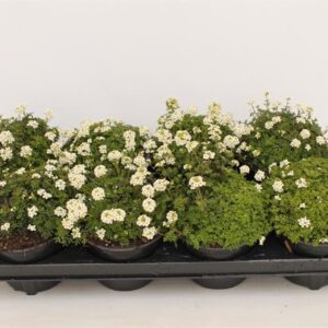 Hutchinsia alpina Hutchinsia alpina
(8 Plants/Order)(13cmP 15cmH)