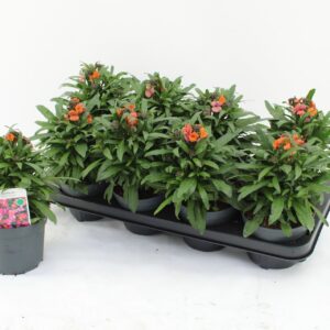 Erysimum Constant Cheer Erysimum constant cheer
(8 Plants/Order)(13cmP 30cmH)