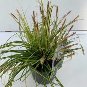 Carex Evercolor Eversheen Carex 'Eversheen'
(6 Plants/Order)(17cmP 30cmH)