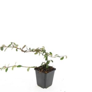 Cotoneaster dammeri Cotoneaster dammeri
(12 Plants/Order)(9cmP 15cmH)