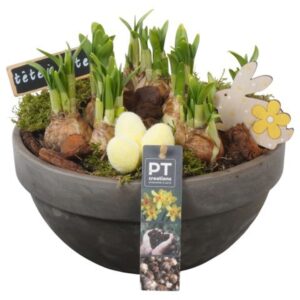 Narcissus Tete a Tete PTNP4464 Arrangement Narcissus Easter in terracotta schaal
(2 Plants/Order)(23cmP 21cmH)