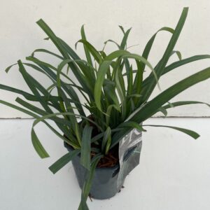 Carex oshimensis Carex 'Bunny Blue'
(6 Plants/Order)(17cmP 30cmH)
