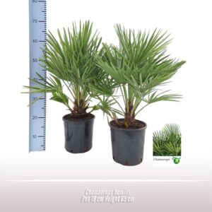 Chamaerops humilis Chamaerops humilis
(3 Plants/Order)(19cmP 65cmH)