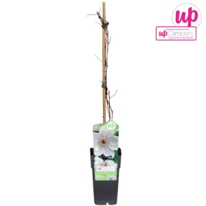 Clematis Miss Bateman Clematis Miss Bateman P15
(10 Plants/Order)(15cmP 65cmH)