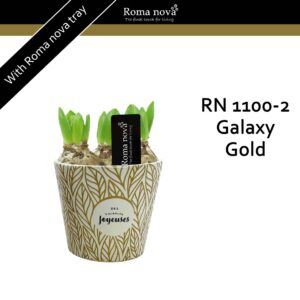 Hyacinthus Arrangement 1100-2 - Galaxy Gold Joyeuses (Hyacint)
(5 Plants/Order)(14cmP 22cmH)