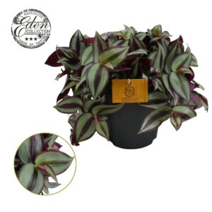 Tradescantia Purpusii Tradescantia Zebrina 15cm
(6 Plants/Order)(15cmP 15cmH)