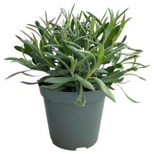 Lavandula angustifolia Lavandula angustifolia
(8 Plants/Order)(14cmP 25cmH)