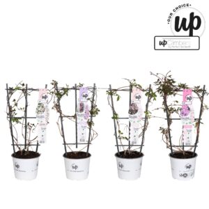 Clematis Montana Clematis Montana Our Choice mix tray P19
(3 Plants/Order)(19cmP 70cmH)