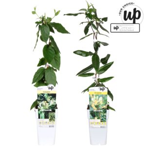 Lonicera Lonicera Our Choice mix tray P15
(10 Plants/Order)(15cmP 65cmH)