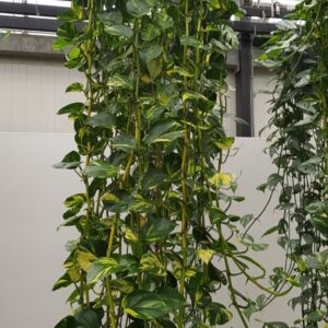 Epipremnum pinnatum XXL Epipremnum Aureum 35cm
(1 Plants/Order)(35cmP 300cmH)