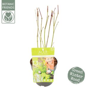 Acer palmatum Acer palm. 'Going Green'®
(6 Plants/Order)(15cmP 50cmH)