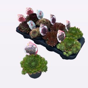 Sempervivum Chick Charms mixed Chick Charms mix
(8 Plants/Order)(12cmP 14cmH)