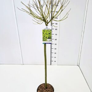 Salix Salix sach. 'Golden Sunshine' ® 80CMSTC5
(1 Plants/Order)(23cmP 100cmH)