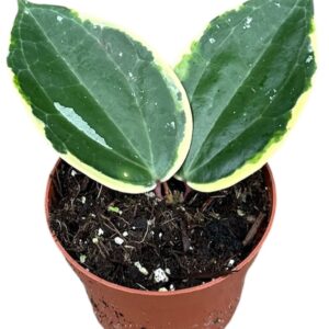 Hoya Hoya Macrophylla Albo Round Leaf
(9 Plants/Order)(10.5cmP 15cmH)