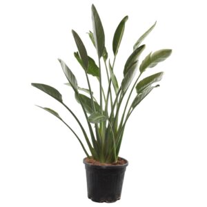 Strelitzia reginae (zonder bloem) Strelitzia Reginae
(1 Plants/Order)(30cmP 120cmH)