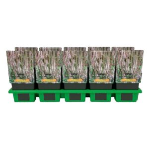 Veronicastrum virginicum Pink Glow Veronicastrum virginicum 'Pink Glow' P11
(10 Plants/Order)(11cmP 25cmH)