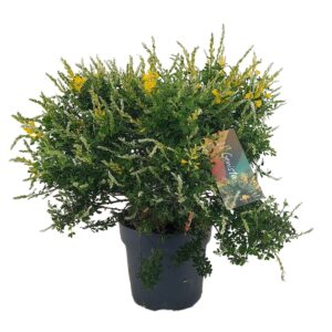 Cytisus x racemosus Genista (Cytisus) struik p17
(4 Plants/Order)(17cmP 45cmH)