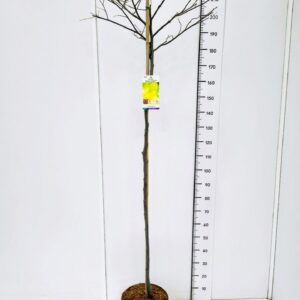 Cercis canadensis Cercis can. 'Hearts of Gold' 120CMSTC12
(1 Plants/Order)(30cmP 140cmH)