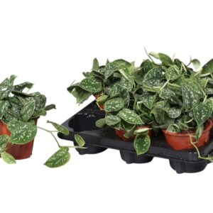 Scindapsus Argyraeus Epipremnum Pictus
(10 Plants/Order)(12cmP 15cmH)