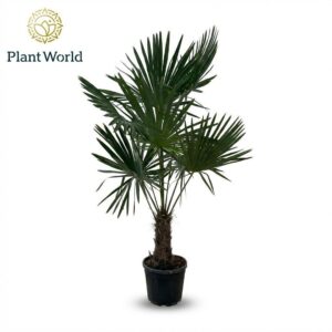 Trachycarpus fortunei Trachycarpus fortuneii (Eagle Palm) P38 190- 200cm
(1 Plants/Order)(38cmP 190cmH)