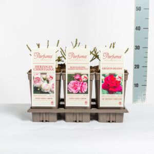 Rosa other Rosa Parfuma Duftrosen (TH/F) mix, C3
(6 Plants/Order)(17cmP 20cmH)