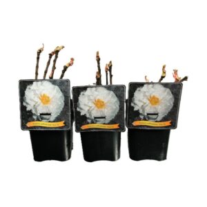 Paeonia suffruticosa Paeonia Suffruticosa 'Xue Ta' C5
(1 Plants/Order)(21cmP 45cmH)