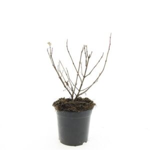 Fuchsia Mrs Popple Fuchsia 'Mrs Popple'
(8 Plants/Order)(14cmP 25cmH)