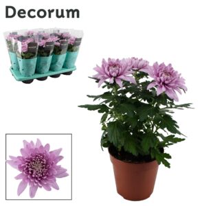 Chrysanthemum Fichrysuppi Decorum Chrysanne® Zembla Next Pink
(12 Plants/Order)(13cmP 35cmH)