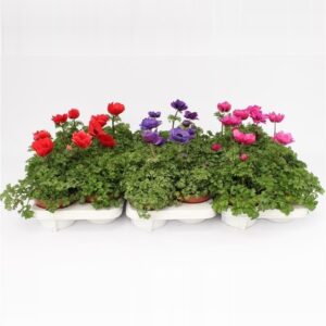Anemone coronaria Harmony mixed Anemone Harmony Mixlayer
(8 Plants/Order)(13cmP 25cmH)