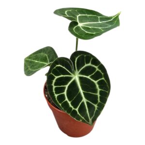 Anthurium Leaf Anthurium King of Clarinervium Sulanjana
(5 Plants/Order)(7cmP 20cmH)