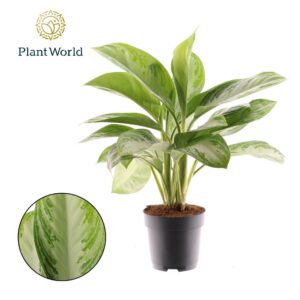 Aglaonema Silver Bay Aglaonema Silver Bay 3 stekken p.p.
(1 Plants/Order)(17cmP 60cmH)