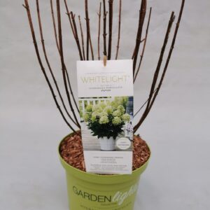 Hydrangea paniculata Hydrangea Paniculata (Gardenlight) Whitelight 23 cm
(1 Plants/Order)(23cmP 60cmH)