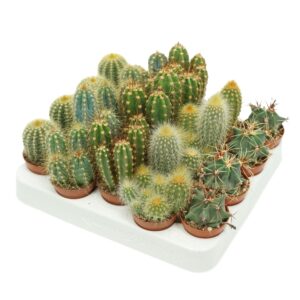 Cactus Cactus mix 5,5 cm op rij
(20 Plants/Order)(5.5cmP 8cmH)