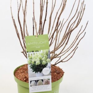 Hydrangea paniculata Hydrangea Paniculata (Gardenlight) 'Whitelight' 23 cm
(1 Plants/Order)(23cmP 65cmH)