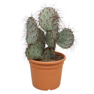 Opuntia Opuntia violacea 27 cm
(2 Plants/Order)(27cmP 50cmH)