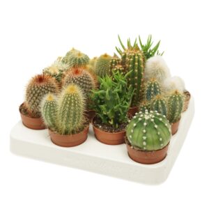 Cactus Cactus mix 7 cm
(12 Plants/Order)(7cmP 15cmH)