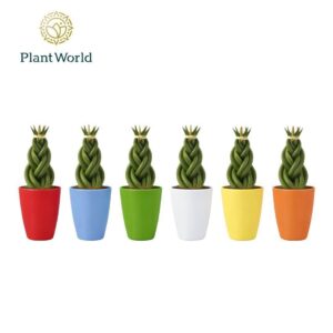 Sansevieria Cylindrica Sansevieria cylindrica 'Twist' in Ceramics osaka
(16 Plants/Order)(6cmP 15cmH)