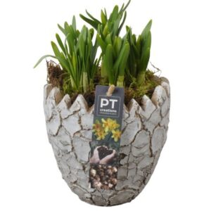 Narcissus Tete a Tete PTNP4476 Arrangement Narcissus Easter in beton ei
(6 Plants/Order)(14cmP 18cmH)