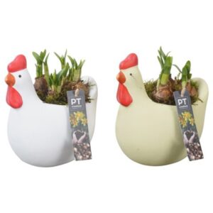 Narcissus Tete a Tete PTNP4507 Arrangement Narcissus Easter in Ceramics kip
(4 Plants/Order)(17cmP 20cmH)