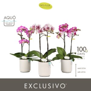 Phalaenopsis Multiflora Exclusivo mix 2 spike in Molise White Aquo
(6 Plants/Order)(12cmP 45cmH)
