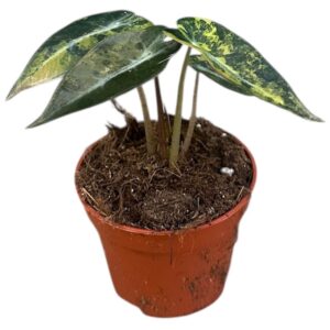 Alocasia Alocasia Bambino Aurea
(20 Plants/Order)(6cmP 10cmH)