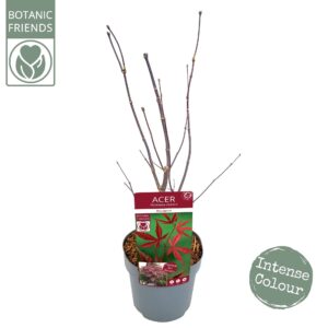 Acer palmatum Bloodgood Acer palm. 'Bloodgood'
(1 Plants/Order)(19cmP 65cmH)